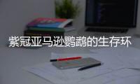 紫冠亚马逊鹦鹉的生存环境是怎样的？