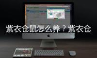 紫衣仓鼠怎么养？紫衣仓鼠的品种