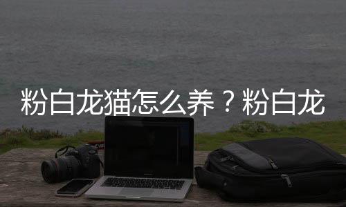 粉白龙猫怎么养？粉白龙猫的价格