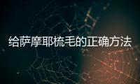 给萨摩耶梳毛的正确方法与步骤