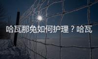 哈瓦那兔如何护理？哈瓦那兔怎么断奶？