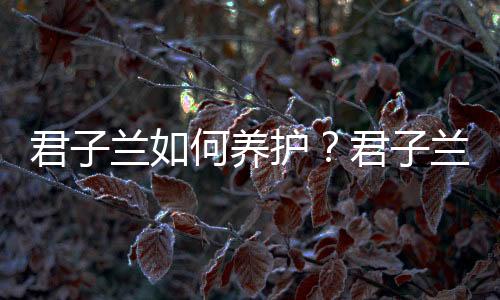 君子兰如何养护？君子兰的介绍