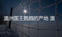 澳洲国王鹦鹉的产地 澳洲国王鹦鹉的简介