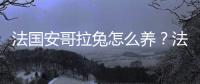 法国安哥拉兔怎么养？法国安哥拉兔的价格