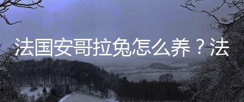 法国安哥拉兔怎么养？法国安哥拉兔的价格