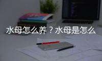 水母怎么养？水母是怎么运动的？