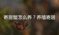 寄居蟹怎么养？养殖寄居蟹注意事项