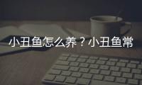 小丑鱼怎么养？小丑鱼常见疾病如何治疗？