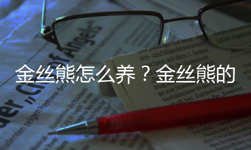 金丝熊怎么养？金丝熊的饲养要点