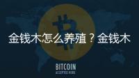 金钱木怎么养殖？金钱木的简介