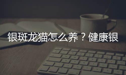 银斑龙猫怎么养？健康银斑龙猫的标准