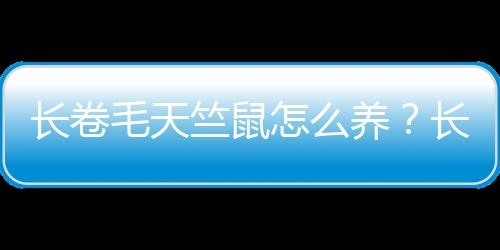 长卷毛天竺鼠怎么养？长卷毛天竺鼠饮食要点