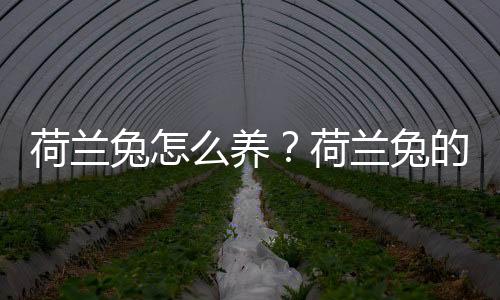 荷兰兔怎么养？荷兰兔的养殖方法