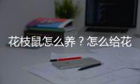 花枝鼠怎么养？怎么给花枝鼠洗澡？