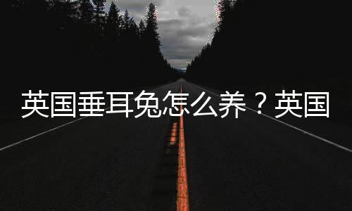 英国垂耳兔怎么养？英国垂耳兔吃什么？