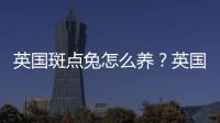 英国斑点兔怎么养？英国斑点兔的产地