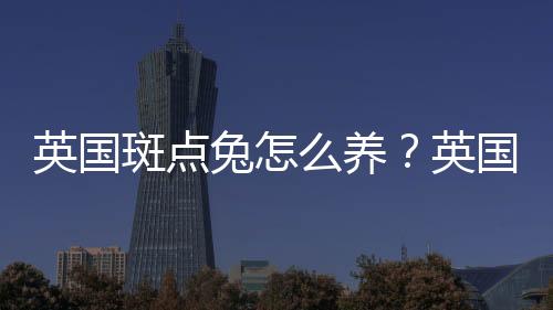 英国斑点兔怎么养？英国斑点兔的产地