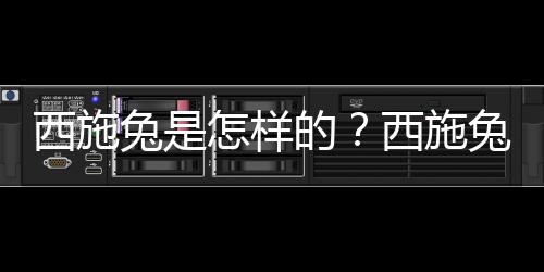 西施兔是怎样的？西施兔的简介