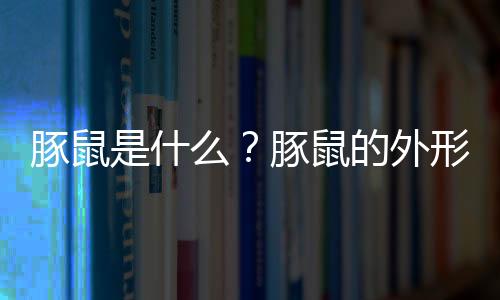 豚鼠是什么？豚鼠的外形特征