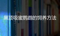 黑顶吸蜜鹦鹉的饲养方法 黑顶吸蜜鹦鹉的价格